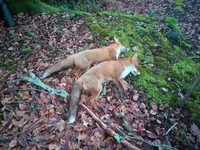 fox.webp