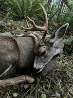 Blacktail_Island-Sitka_03NOV2022_3.webp