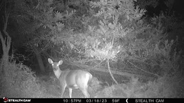 cam laur hind 1.webp