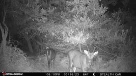 cam laurel spikey 1.webp