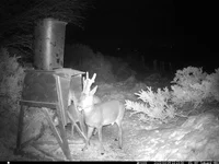 IM_00021 - Copy (2).webp