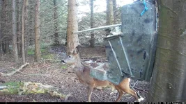 IM_00007 - Copy.webp