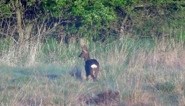 Roe buck May 2019.webp