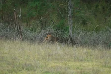 calf sty 385A3692.webp