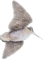 1682953289809.webp