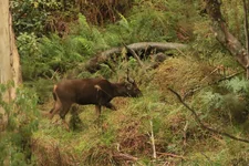 fog stag 4.webp