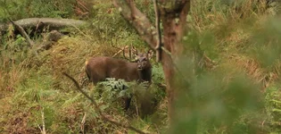 fog stag 5.webp