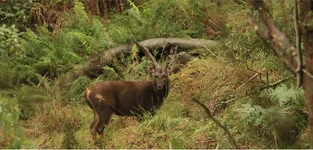 fog stag 6.webp