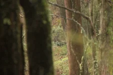 fog stag 1.webp