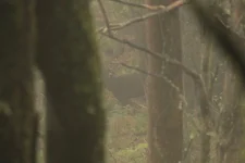 fog stag 2.webp