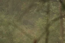 fog stag fukcde.webp