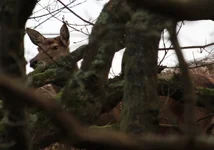 Red deer hind in woodland.webp