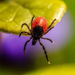 tick-image.jpg tick-image.jpg