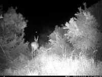 IM_00013 - Copy (2).JPG