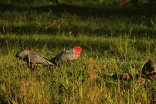 gangs 23 1  385A5975.jpg