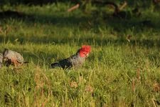 gangs 23 2 385A5980.jpg