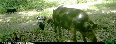 feral-sow-srns.webp