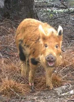 feral-euro-X-srns.webp