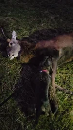VideoCapture_20231216-213952_1.webp