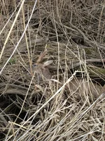 dun buck.webp