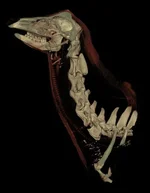 Adult_male_Sika_head_CT.webp