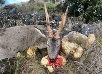 buck 2 TSH.webp