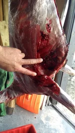 IMG-20220508-WA0016.jpeg