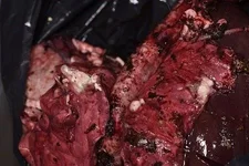 Lungs 1.webp