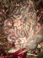Mesenteric Lymph Nodes.webp