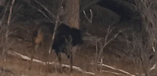 mr big tops stag.webp