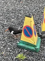 IMG_3069.jpeg