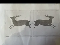 IMG_3236.jpeg