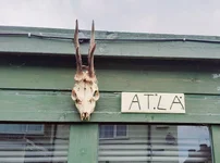 FIRST ROE BUCK HEAD.jpg