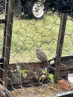 IMG_3598.jpeg IMG_3598.jpeg