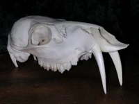 CWDskull.jpg