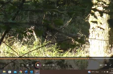 8 pointer Standing.webp