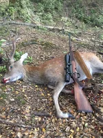 Sika 4.webp