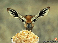 Hkq3c.gif Hkq3c.gif