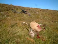 HighlandStag2009.webp