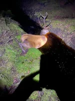 Royal in ditch.webp