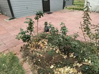 IMG_20241027_144501332.jpg