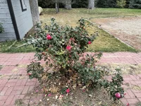 IMG_20241027_144429429.jpg