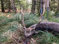 Territorial 8 pointer.webp