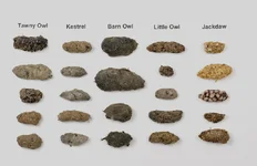 Pellet Identification.jpg
