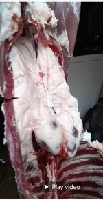 Screenshot_20241203_074408_Gallery[1].webp