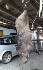 Boar80kg.webp