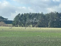 Herons.webp Herons.webp