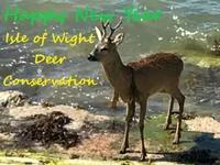 Deer new year 2025.webp