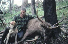 mt thorn bull dog  3.webp