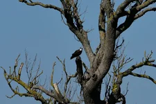 _BPW7577.webp